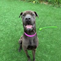 Photo of Ariel Imp 2240