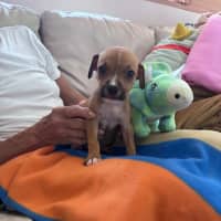 Photo of Buddy