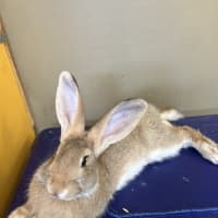 Photo of Cookie