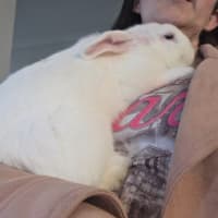 Photo of Gidget 