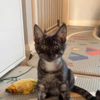 Photo of Louie