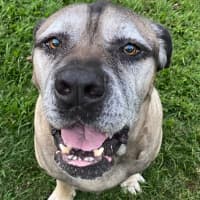 Photo of Bogie *$150 Adoption Fee*