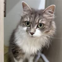 Photo of Diamond