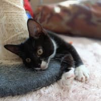 Photo of Princess Sparkles