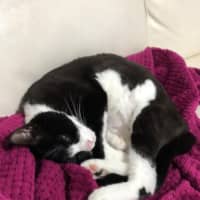 Photo of Oreo