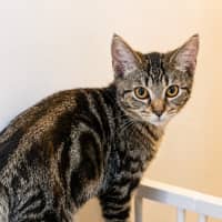 Photo of Pepper