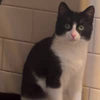 Photo of Houdini
