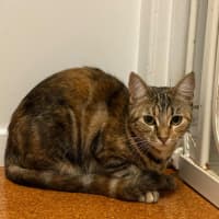 Photo of Willow