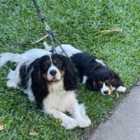 Photo of Daisy & Duke