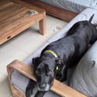 Photo of Ace