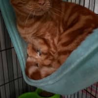 Photo of Cheeto