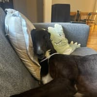 Photo of Joey, Greyhound