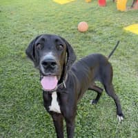 Photo of Hershey
