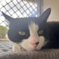 Photo of Mittens