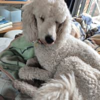 Photo of Atheling
