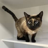 Photo of Missy