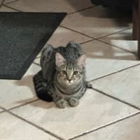 Photo of Smudge