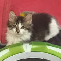 Photo of Mario ** 2nd Chance Cat Rescue**