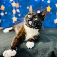 Photo of Domino   Located In Watsonia