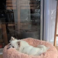 Photo of Wonton   10 Month Old Pomeranian X Spitz