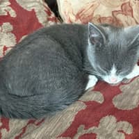 Photo of Mittens   Meet Me At The Adoption Day 28/2