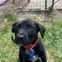 Photo of Taz   8 Week Old Cattle Dog X Kelpie