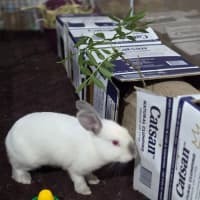 Photo of Hiccups