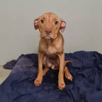Photo of Dobby
