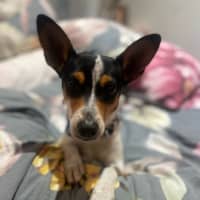 Photo of Pepsi (Was Audrey)