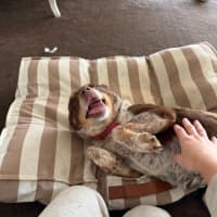 Photo of Baxter