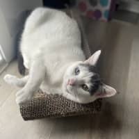 Photo of Missy & Pablo 🌷🐈