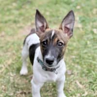 Photo of Ollie
