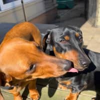 Photo of Frankie & Wolf   1 & 2 Year Old Dachshund (Trial)