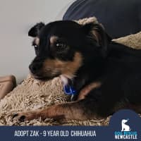Photo of Zak   9 Year Old Chihuahua (Long Coat)