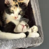 Photo of Lucky   12 Week Old Dsh (On Trial)