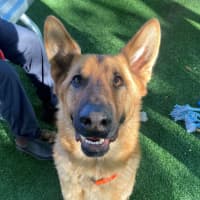 Photo of D1157 Sarge