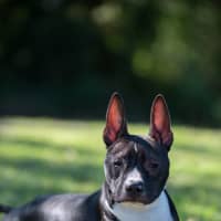 Photo of Darcy