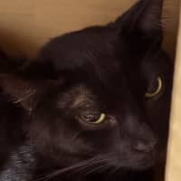 Photo of Xerxes