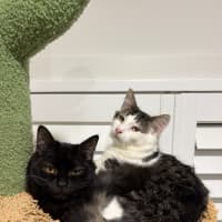 Photo of Pepper