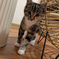 Photo of Popcorn