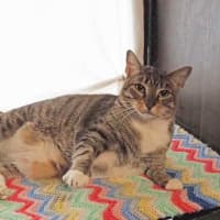 Photo of Pepper