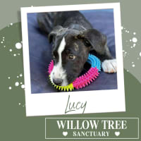 Photo of Lucy
