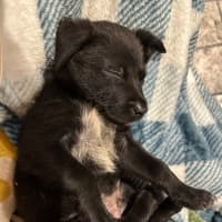 Photo of Taz   8 Week Old Cattle Dog X Kelpie