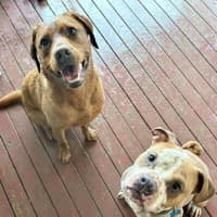 Photo of Scooby   2 Year Old American Bulldog