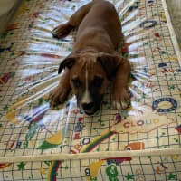 Photo of Darla   11 Week Old Kelpie X