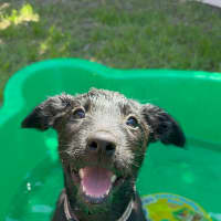 Photo of Ivy   8 Week Old Wolfhound X