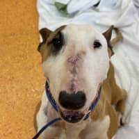 Photo of Indy