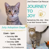 Photo of Chimon **2nd Chance Cat Rescue**