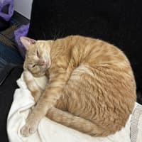 Photo of Loki