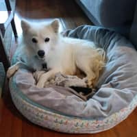 Photo of Midge